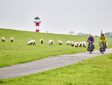 Radweg am Deich mit Schafen und Leuchtturm im Hintergrund