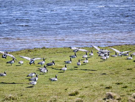 Zugvögel im Wattenmeer auf der Suche nach Futter