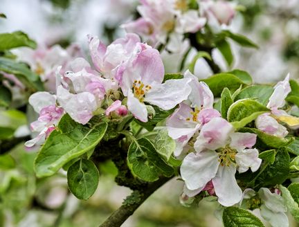 Nahaufnahme einer rosa-weiß blühenden Apfelblüte