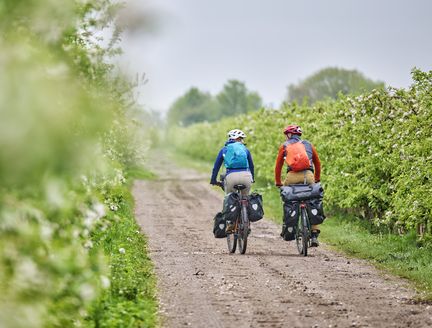 Radfahrende fahren auf Feldweg durch die Apfelblüte